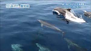 錦江湾でイルカの生態調査 スナメリはいる? | 海と日本PROJECT in 鹿児島