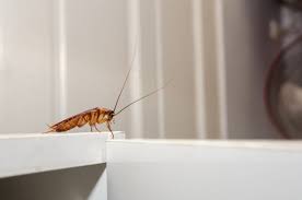 how to avoid bringing roaches when moving