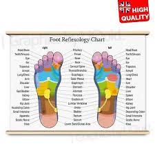 Foot Reflexology Colour Coded Massage Joint Anatomy Chart