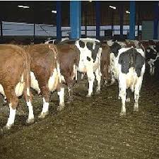 claw conformation of dairy cows