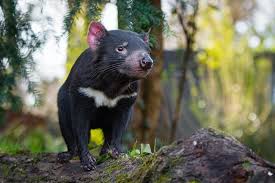 The tasmanian devil was believed to be a threat to livestock of europeans. Species Of The Week Tasmanian Devil One Earth