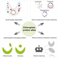A Chloroplast Protein Atlas Reveals