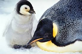 The emperor penguin is undoubtedly one of the most studied, photographed and scientifically analyzed penguins; All About Penguins Hatching Care Of Young Seaworld Parks Entertainment