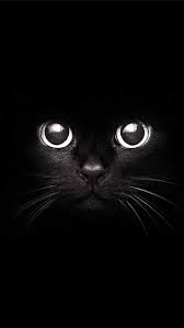 Fond d'écran HD pour téléphone: Un visage de chat noir sur fond noir | Fond  d'écran chat, Image fond noir, Fond ecran animaux