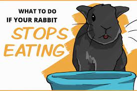 what to do if your rabbit stops eating