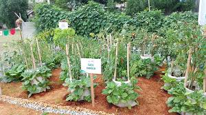 grow veggies at home agriculture
