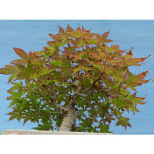 anese maple shohin bonsai tree