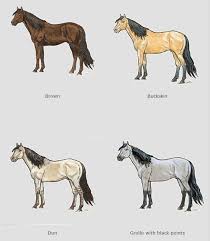 Wild Horse Body Color And Markings Chart For Identification