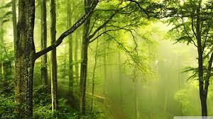 25+] HD Green Forest Wallpapers on ...
