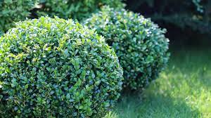 17 evergreen shrubs to make your
