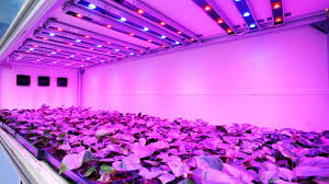 Led Lights With Uv Produce Plants With More Trichome