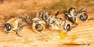 a drone bee male honey bee facts