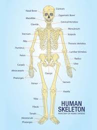 They are actually around two thirds life size. Human Skeleton Anatomy Anatomical Chart Poster Print Posters Allposters Com
