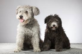 Coachmen usually kept smaller ratting dogs to keep the vermin out of their stables. 8 Curly Coated Dog Breeds Bechewy