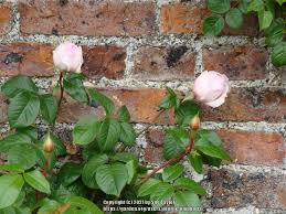 Rose Rosa The Generous Gardener