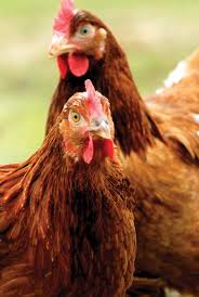 Nutrient Requirements Of Egg Laying Chickens Poultry Hub
