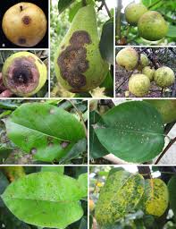 pear anthracnose on fruits and leaves