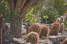 Cactus Rock Garden Stock Photo Adobe