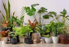 Tropical Plants That Thrive Indoors