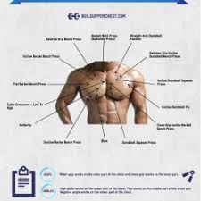 In this post, you will learn the chest muscles anatomy which is easy since there are not so many muscles. Chest Routines For Any Area Of The Chest Muscles Visual Ly