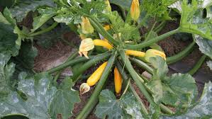 Vegetable Garden In Ohio