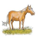 which-is-better-for-garden-cow-or-horse-manure