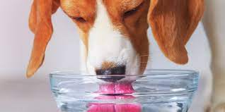 electrolytes for dogs definition