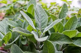 Sage Recipes: 45 Things To Do With Fresh Sage | Chocolate ...