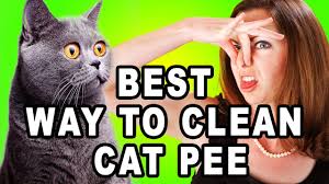 get rid of cat smell insider