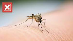 mosquito repellant