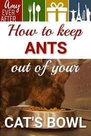 Ant proof pet bowl, ant free ant proof dog and cat bowls, ant proof pet dish, ant proof food container, ant free cat feeder. How To Keep Ants Out Of Pet Food Without Water Moats Or Petroleum Jelly Amy Ever After Food Animals Cat Food Dog Food Recipes