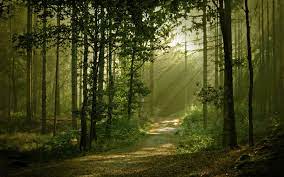 Free download landscapes forest path ...