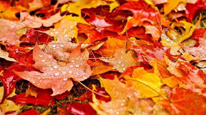 hd wallpaper autumn leaves hd