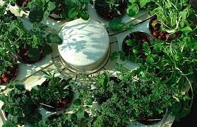 Hydroponic Herb Garden Becky Stern