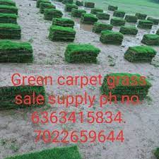 square lawn maxican carpet gr at rs