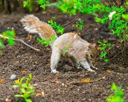 keep squirrels out of your garden