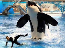 Image result for captive orcas