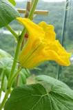 How long after planting your pumpkin does a flower appear?