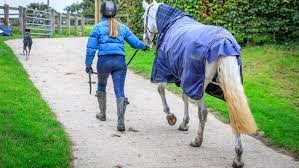 types of horse rugs how to decide