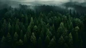 dark green forest stock photos images