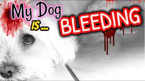 my female dog is bleeding what can i
