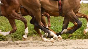 liniments and poultices for sore horses