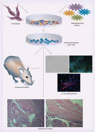 stem cells for osteodegenerative