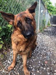 According to the akc, most breed rescues report that a. Abandoned German Shepherds Found Experienced Adopters Sought To Help
