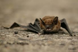 Wuhan Bans Eating Bats And Other Wild Animals