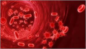 Image result for melindungi salur darah