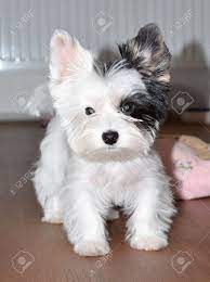 子犬ヨークシャーテリアビーワー黒と白の写真素材・画像素材 Image 93136774