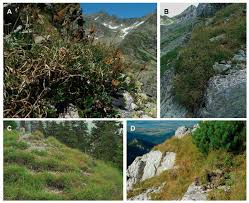 Diversity | Free Full-Text | The Fate of Endangered Rock Sedge ...