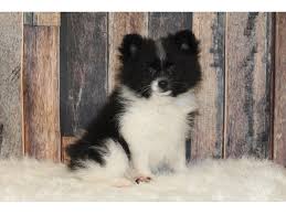 pomeranian puppy black white id 16322