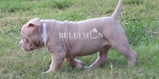 difference between american bully and
